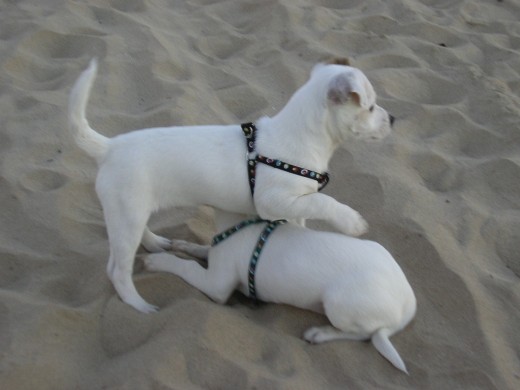 Crispin y su hermanita en la playa